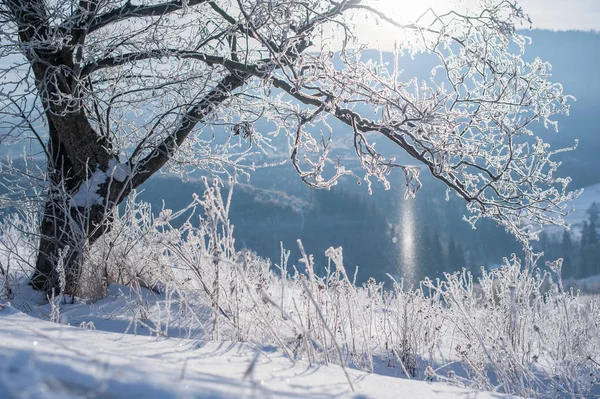 Havas Fagyos Fákkal Borított Vidéki Gyönyörű Téli Táj — Stock Fotó