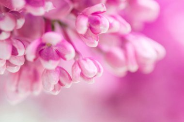 Yakın plan ultraviyole çiçeği. Çiçekli bahar arkaplanı. Yumuşak odaklı resim