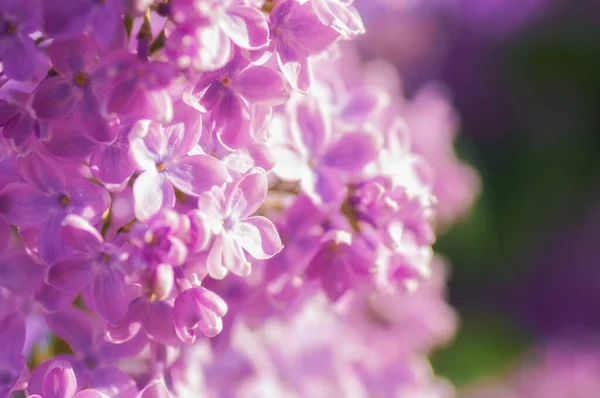 Κοντινό Υπεριώδες Λουλούδι Φόντο Floral Άνοιξη Εικόνα Απαλή Εστίαση — Φωτογραφία Αρχείου