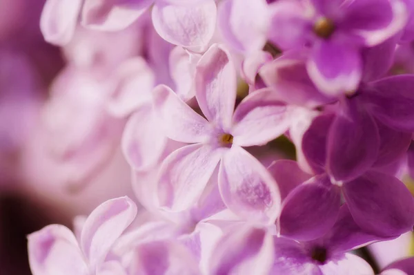 Primo Piano Fiore Ultravioletto Sfondo Floreale Primavera Immagine Con Messa — Foto Stock