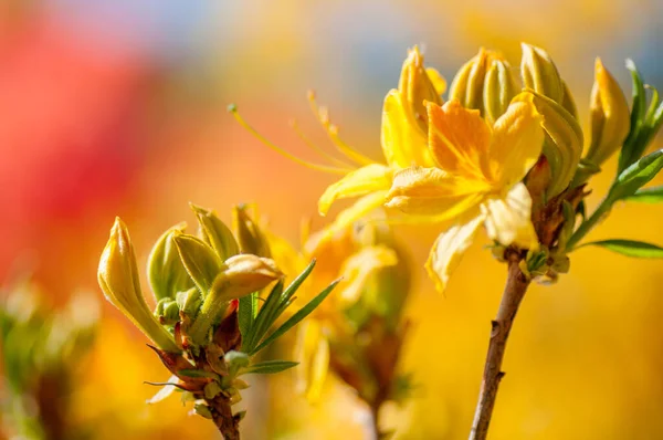 特写黄花 植物春天的背景 带有软焦点的图片 — 图库照片