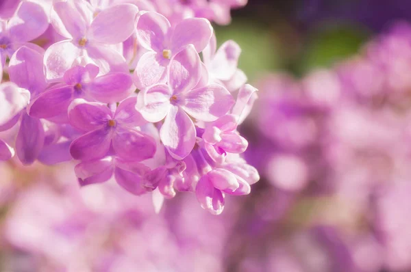 Primo Piano Fiore Ultravioletto Sfondo Floreale Primavera Immagine Con Messa — Foto Stock