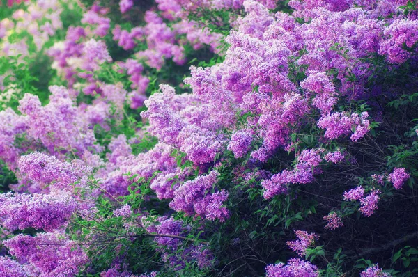 Крупним Планом Ультрафіолетова Квітка Квітковий Весняний Фон Зображення Яким Фокусом — стокове фото