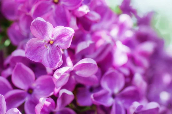 Close Ultraviolette Bloem Bloemenlente Achtergrond Beeld Met Zachte Focus — Stockfoto