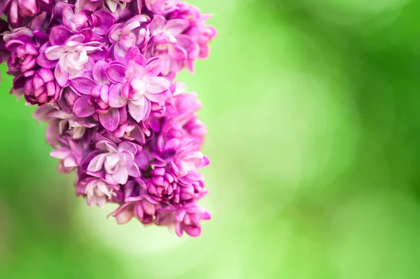 Κοντινό Υπεριώδες Λουλούδι Φόντο Floral Άνοιξη Εικόνα Απαλή Εστίαση — Φωτογραφία Αρχείου