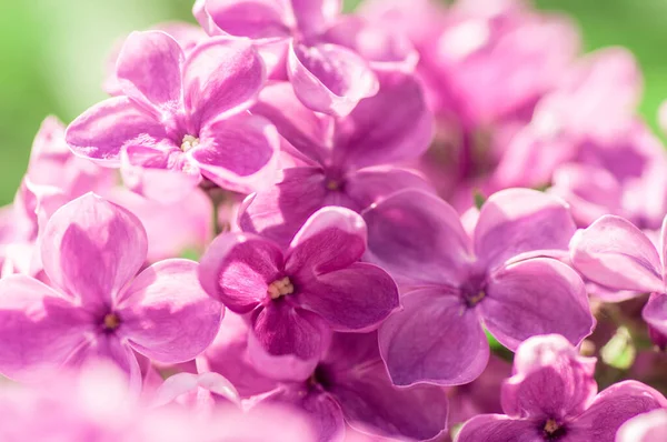 Close Ultraviolette Bloem Bloemenlente Achtergrond Beeld Met Zachte Focus — Stockfoto