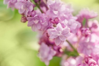 Yakın plan leylak çiçeği. Yumuşak odaklı resim ve metin için boşluk. Doğal kıvrım yaz arkaplanı.