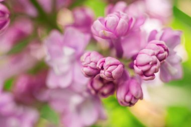 Yakın plan leylak çiçeği. Yumuşak odaklı resim ve metin için boşluk. Doğal kıvrım yaz arkaplanı.