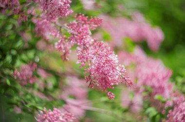Yakın plan leylak çiçeği. Yumuşak odaklı resim ve metin için boşluk. Doğal kıvrım yaz arkaplanı.