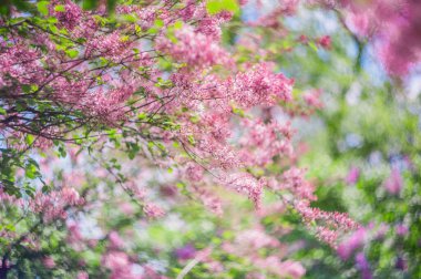 Yakın plan leylak çiçeği. Yumuşak odaklı resim ve metin için boşluk. Doğal kıvrım yaz arkaplanı.