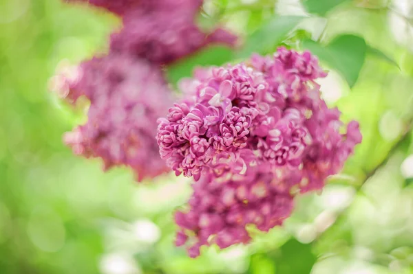 Closeup Lilac Flower Picture Soft Focus Space Text Natural Sring — Stock Photo, Image