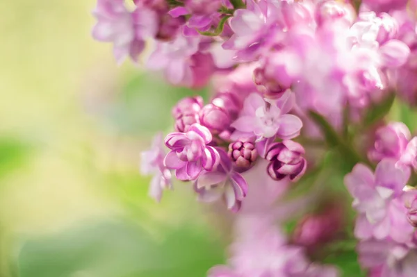 Κοντινό Πασχαλινό Λουλούδι Εικόνα Απαλή Εστίαση Και Χώρο Για Κείμενο — Φωτογραφία Αρχείου