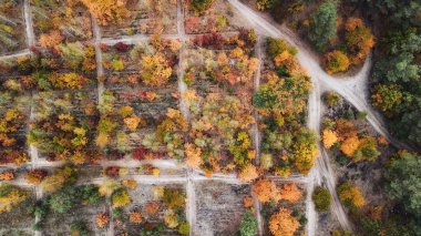 Sonbahar manzarası. Renkli ormanın havadan görünüşü. İHA atışı