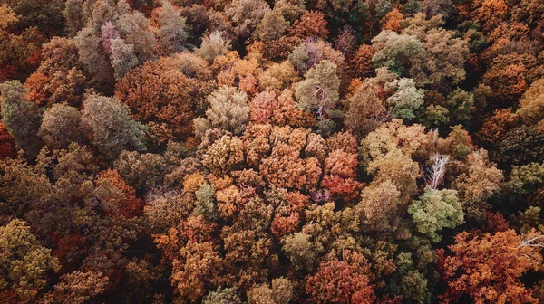 Herbstlandschaft Luftaufnahme Des Bunten Waldes Drohnenschuss — Stockfoto