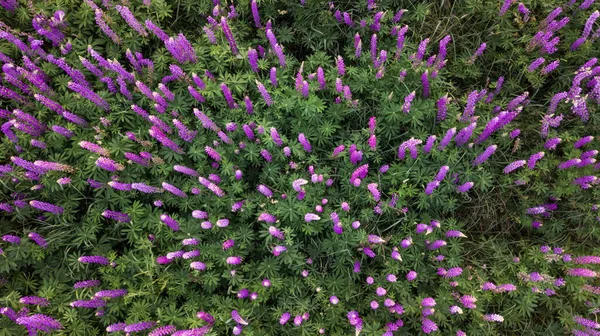 Flygfoto Lupiner Blomma Fält Naturlig Bakgrund Drönarskott — Stockfoto