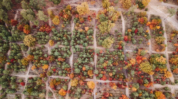 Jesienny Krajobraz Widok Lotu Ptaka Kolorowy Las Strzał Drona — Zdjęcie stockowe