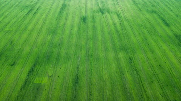 Aerial View Grass Field Natural Green Spring Summer Background Drone — Stock Photo, Image