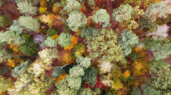 Herbstlandschaft Luftaufnahme Des Bunten Waldes Drohnenschuss — Stockfoto