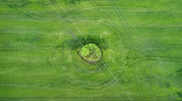 Vista Aérea Del Campo Hierba Verde Natural Primavera Verano Fondo — Foto de Stock