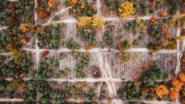 Höstlandskap Flygfoto Färgglada Skogen Drönarskott — Stockfoto