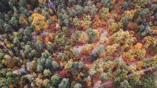 Outono Paisagem Vista Aérea Floresta Colorida Tiro Drone — Fotografia de Stock