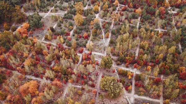 Jesienny Krajobraz Widok Lotu Ptaka Kolorowy Las Strzał Drona — Zdjęcie stockowe