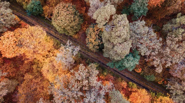Outono Paisagem Vista Aérea Floresta Colorida Tiro Drone — Fotografia de Stock