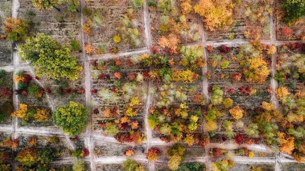 Höstlandskap Flygfoto Färgglada Skogen Drönarskott — Stockfoto