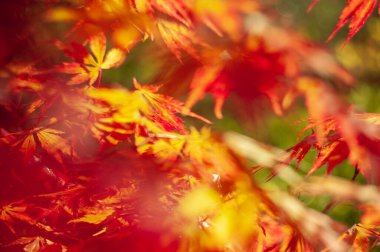 Ağaç dalında renkli sonbahar yaprakları. doğal arkaplan