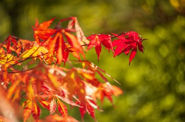 Ağaç dalında renkli sonbahar yaprakları. doğal arkaplan