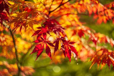 Ağaç dalında renkli sonbahar yaprakları. doğal arkaplan