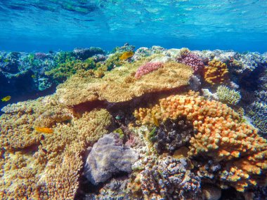 Kızıl denizin dibindeki renkli mercanlar ve egzotik balıklar. Güzel doğal yaz geçmişi