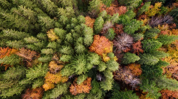 Flygslöja Färgglad Skog Fantastisk Höst Bakgrund Fågelöga Drönarskott — Stockfoto