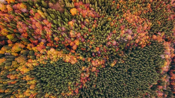 Flygslöja Färgglad Skog Fantastisk Höst Bakgrund Fågelöga Drönarskott — Stockfoto