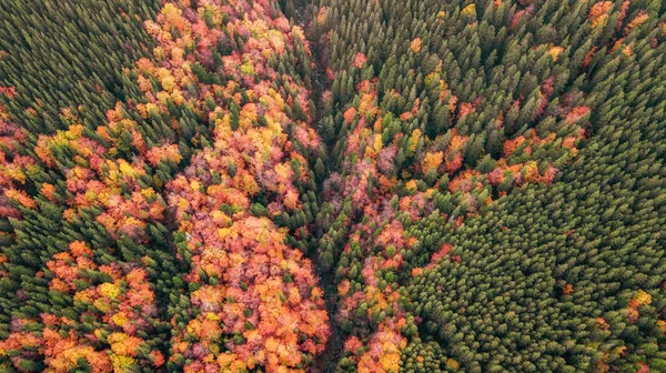 五彩斑斓的森林的空中峡谷 令人惊奇的秋天背景 鸟的眼睛 无人驾驶飞机射击 — 图库照片