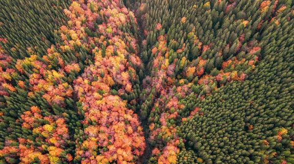 Flygslöja Färgglad Skog Fantastisk Höst Bakgrund Fågelöga Drönarskott — Stockfoto