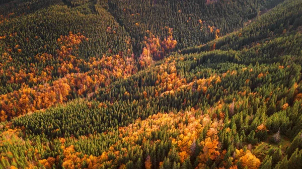 五彩斑斓的森林的空中峡谷 令人惊奇的秋天背景 鸟的眼睛 无人驾驶飞机射击 — 图库照片