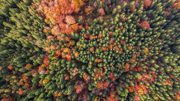 Żyłka Powietrzna Kolorowego Lasu Niesamowite Jesienne Tło Oko Ptaka Strzał — Zdjęcie stockowe