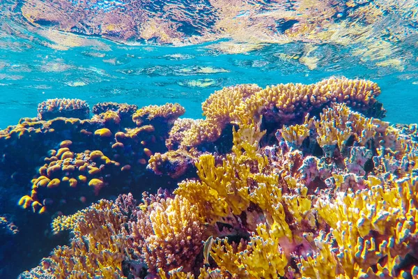 Coralli Colorati Pesci Esotici Fondo Mare Rosso Bellissimo Sfondo Estivo — Foto Stock