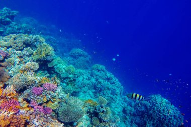 Kızıl denizin dibindeki renkli mercanlar ve egzotik balıklar. Güzel doğal yaz geçmişi