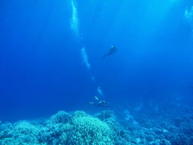 Bir grup dalgıç suyun altında yüzüyor. yaz konsepti