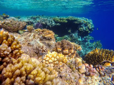 Kızıl denizin dibindeki renkli mercanlar ve egzotik balıklar. Güzel doğal yaz geçmişi