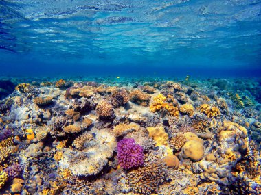 Kızıl denizin dibindeki renkli mercanlar ve egzotik balıklar. Güzel doğal yaz geçmişi