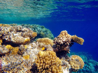 Kızıl denizin dibindeki renkli mercanlar ve egzotik balıklar. Güzel doğal yaz geçmişi