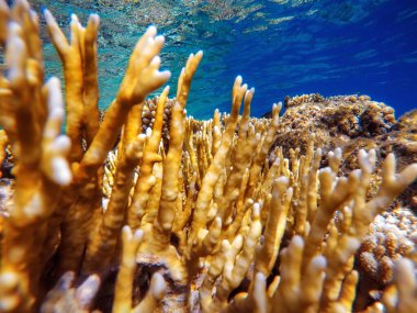 Kızıl denizin dibindeki renkli mercanlar ve egzotik balıklar. Güzel doğal yaz geçmişi