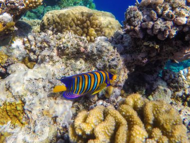 colorful corals and exotic fishes at the bottom of the red sea. beautiful natural summer background clipart
