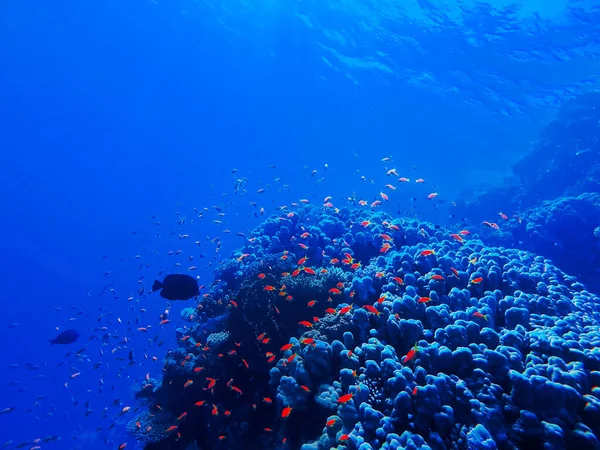 紅海の底のカラフルなサンゴとエキゾチックな魚です 美しい自然夏の背景 — ストック写真