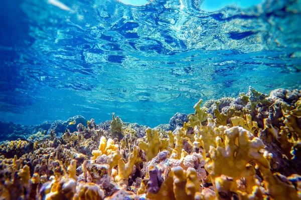 Πολύχρωμα Κοράλλια Και Εξωτικά Ψάρια Στο Βυθό Της Κόκκινης Θάλασσας — Φωτογραφία Αρχείου