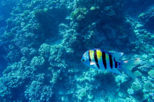 Arrecife Coral Colorido Peces Brillantes —  Fotos de Stock