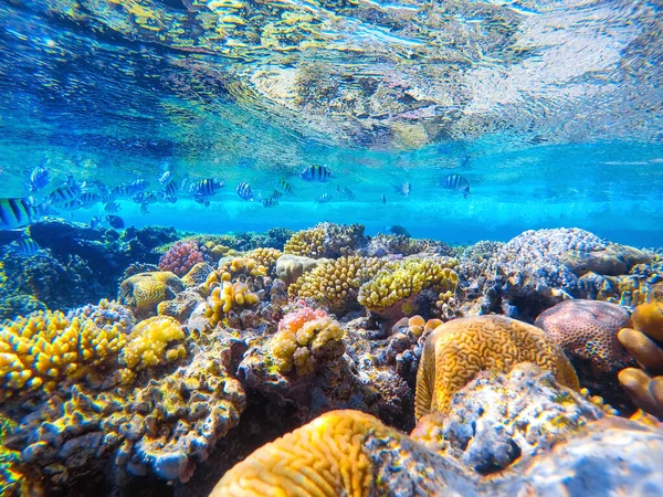 Corais Coloridos Peixes Exóticos Fundo Mar Vermelho Fundo Verão Natural — Fotografia de Stock